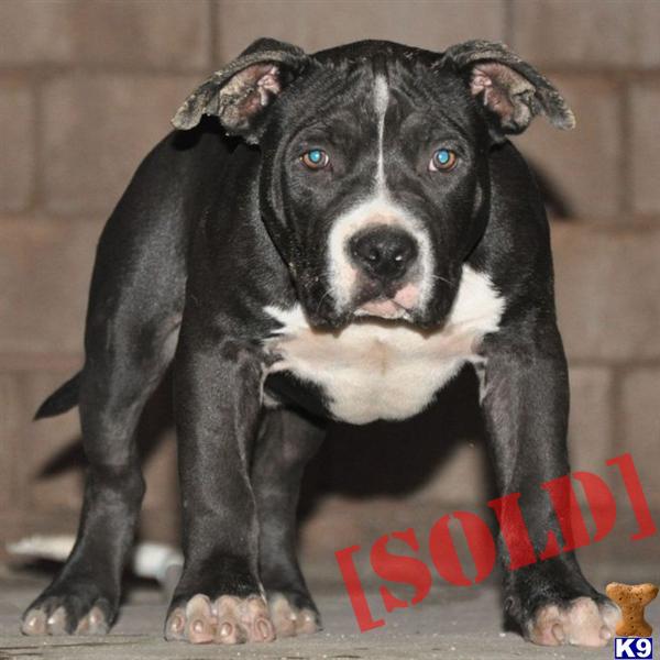 ★ KNIGHT →AMAZING POCKET BULLY MALE → WWW.HQBULLIES.COM → ONLY $1000